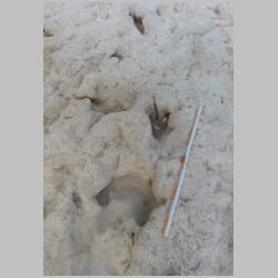 DSCN0532cr Resembles sauropod manus.jpg